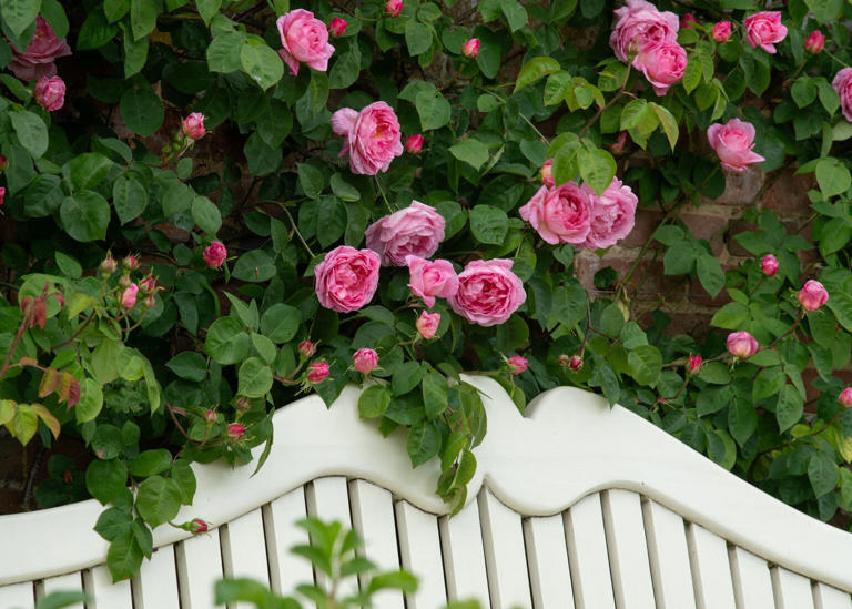 Roses bloom 'weeks early' as climate change upends flowering patterns
