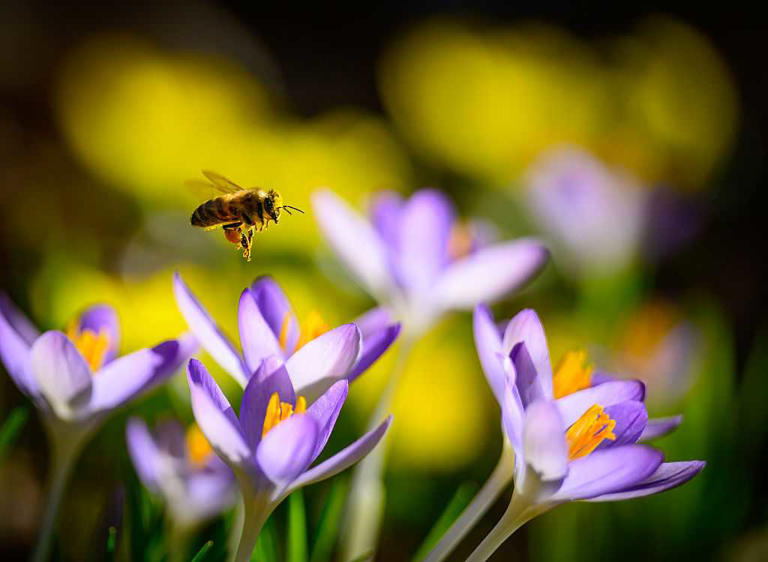 Early bee swarm season in 2026 raises concerns about pollination, honey ...