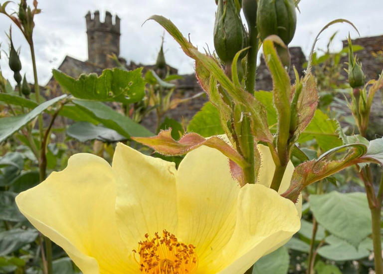Roses bloom 'weeks early' as climate change upends flowering patterns