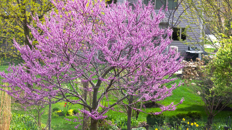 The low-maintenance tree with pink blossoms that attracts hummingbirds ...