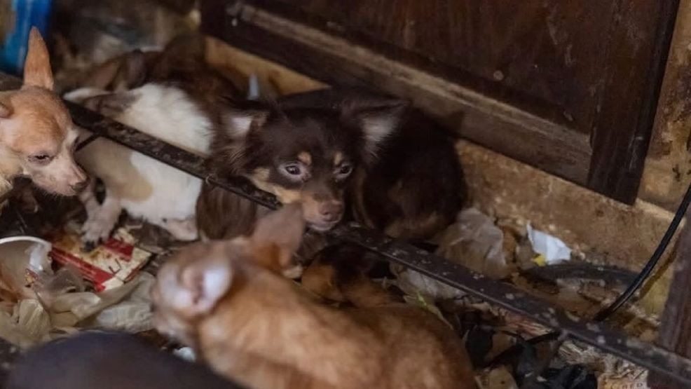 40 rescued Chihuahuas headed to Boca Raton shelter after massive ...