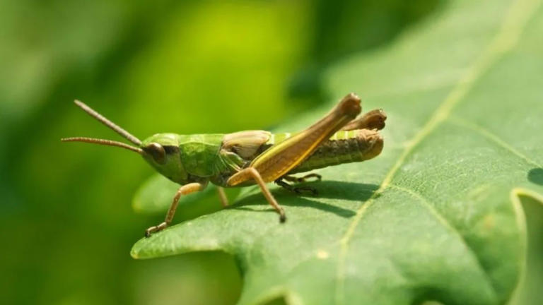 Más allá del reflejo: Investigadores encuentran indicios de percepción ...