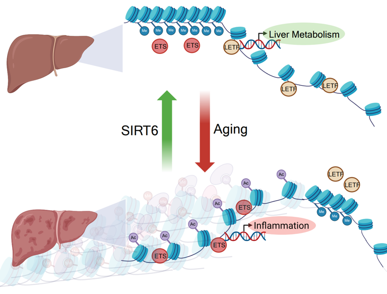 Scientists say they may be closer than ever to reversing aging