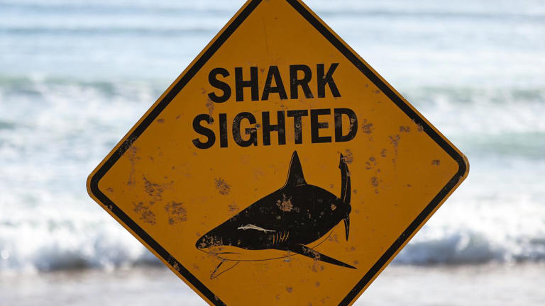 Sharknado: Fresh warning for beachgoers