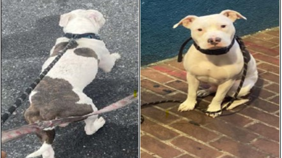 DC police searching for dog snatched during walk in southeast