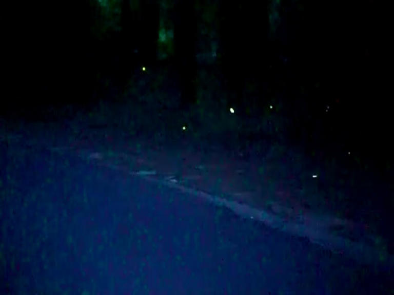 Mississippi firefly tours canceled due to drought impacts