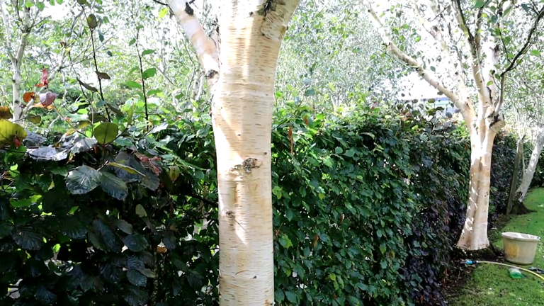 How to clean birch bark and restore its bright white look