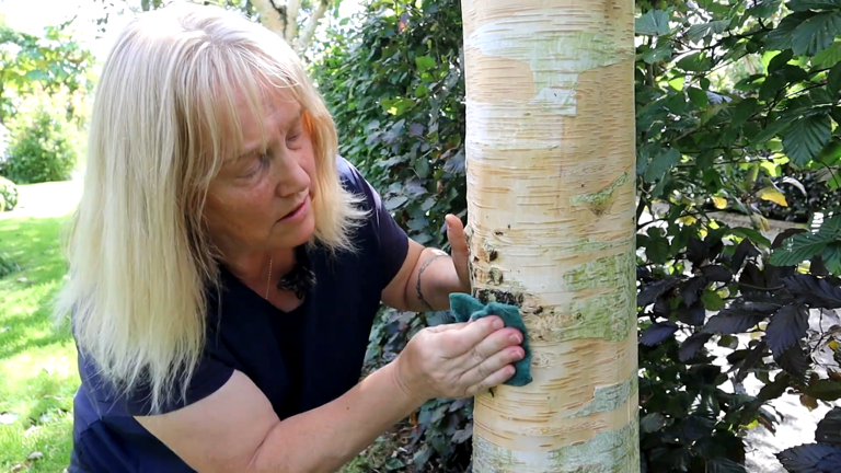 How to clean birch bark and restore its bright white look