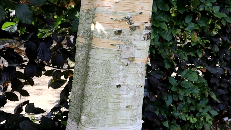 How to clean birch bark and restore its bright white look