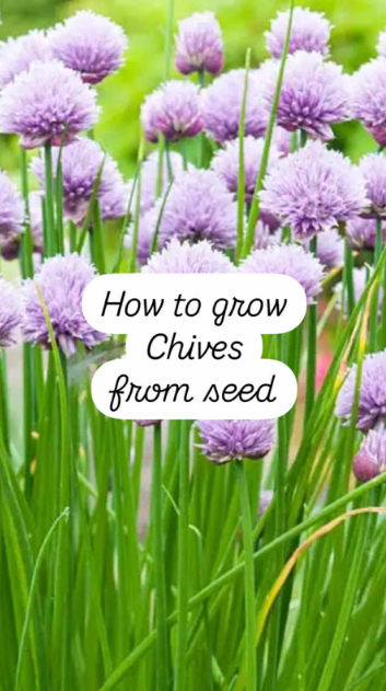 How to grow chives from seed