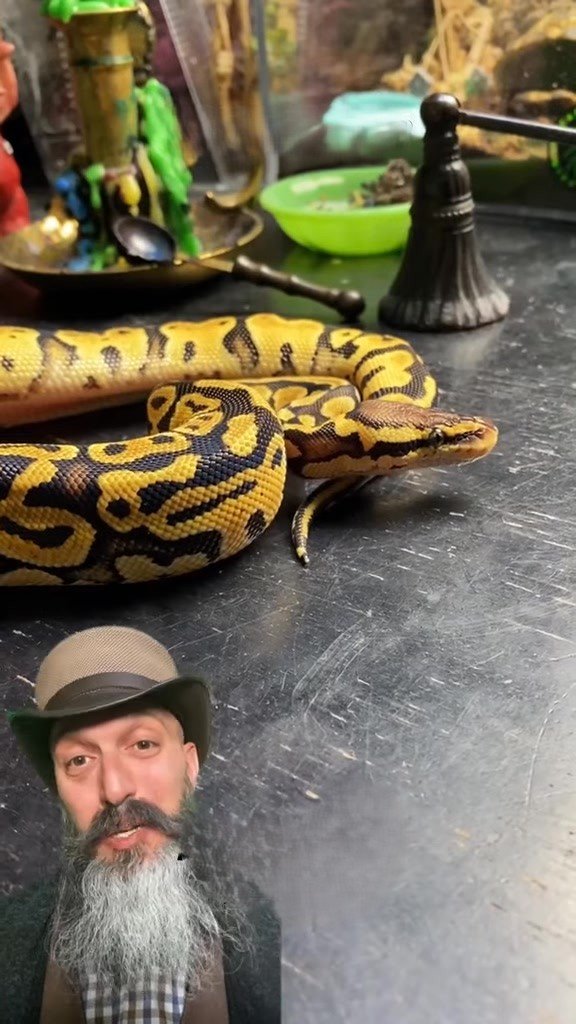Top 4 amazing snakes