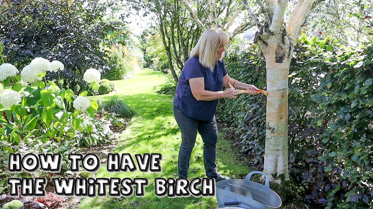 How to clean birch bark and restore its bright white look