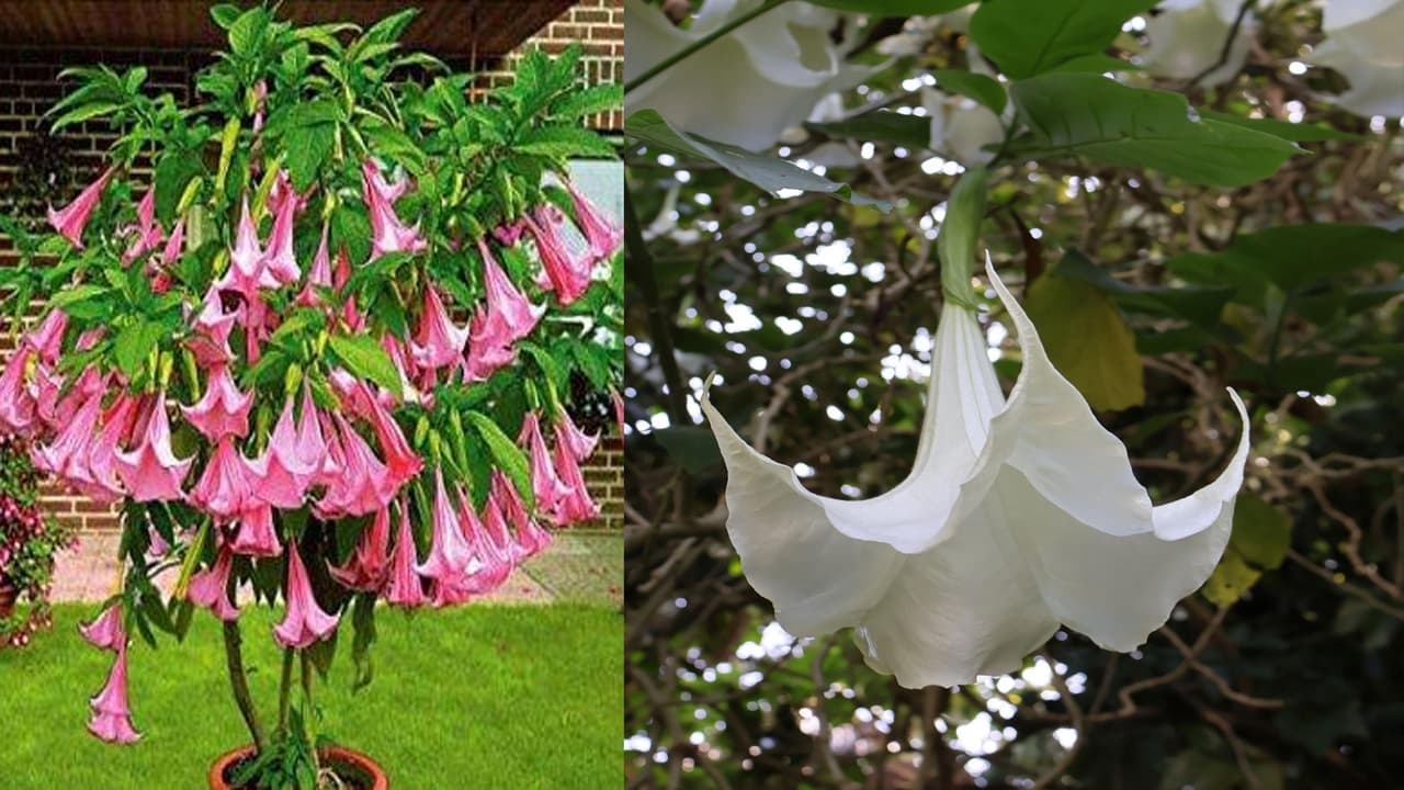 Gardening tips: These stunning plants could be surprisingly toxic at home