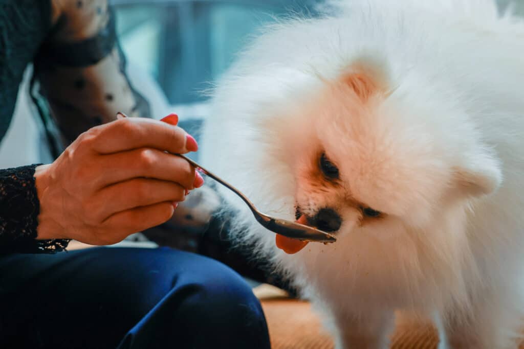 Bone appetit: Paris pups lap up treats at dog-centric spots