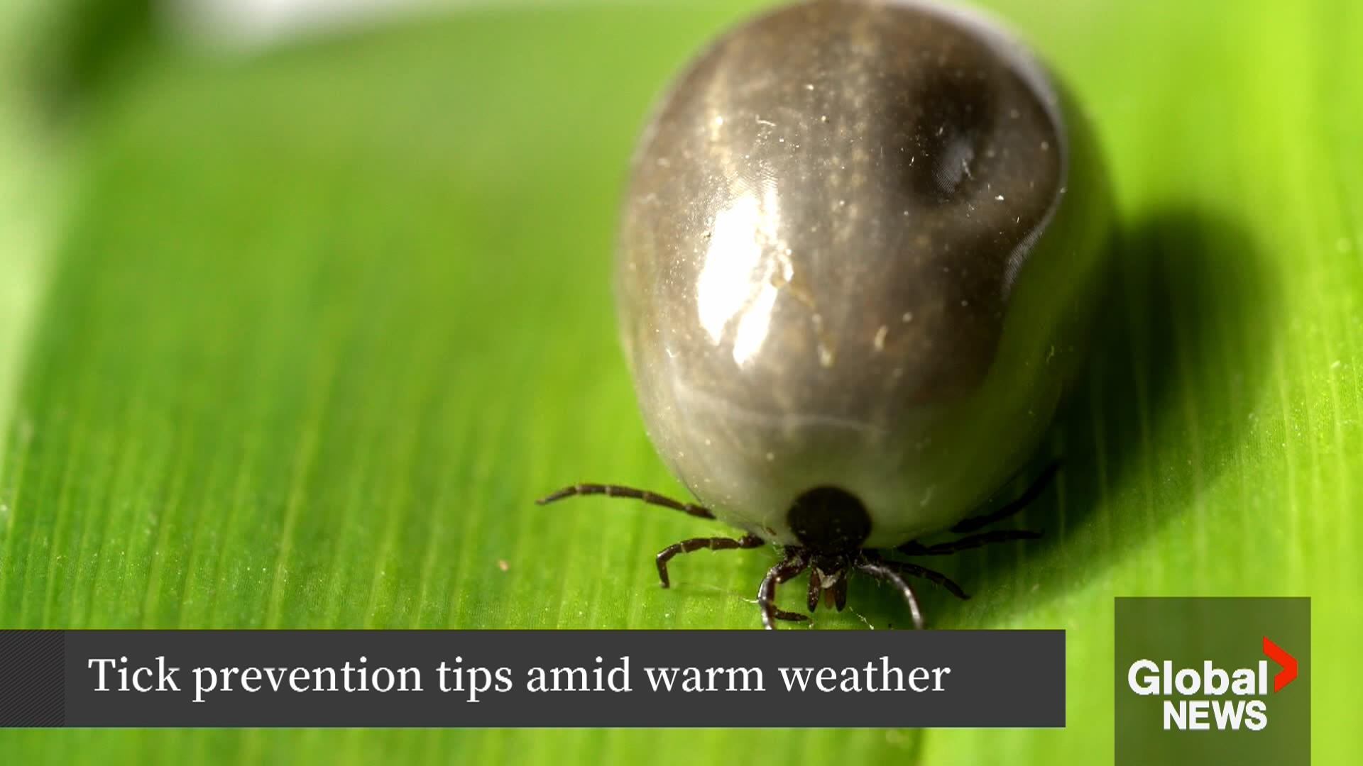 Very active tick season in Maritimes due to warmer weather