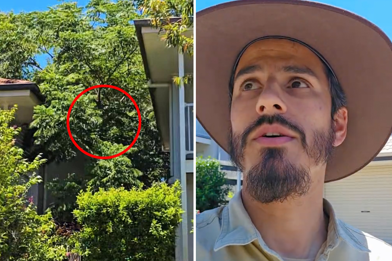Gardener's warning as destructive tree suddenly pops up in Aussie ...