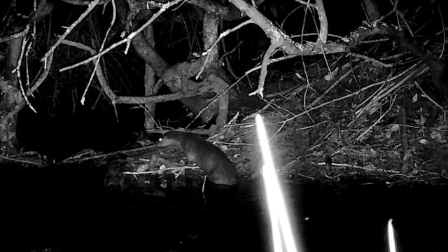 Beaver chases off otter intruding on its territory, captured on night ...