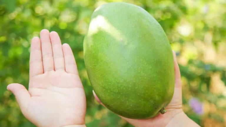 Rajapuri mango: The gentle giant of western Indian orchards