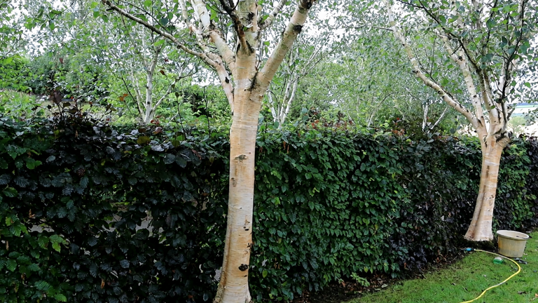 How to clean birch bark and restore its bright white look