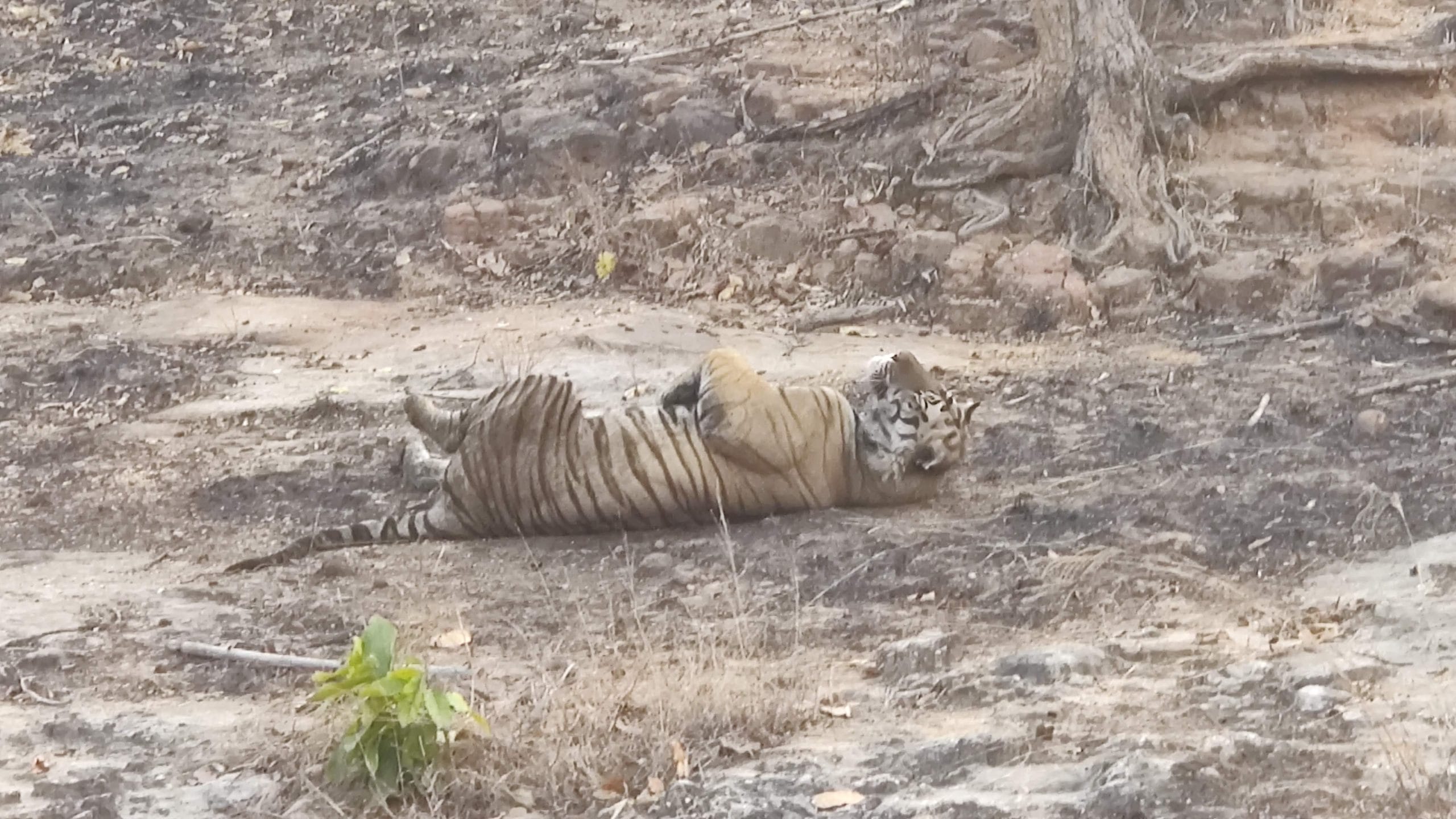 Behind MP tiger deaths—a trail of missing reports, mismanagement, and ...