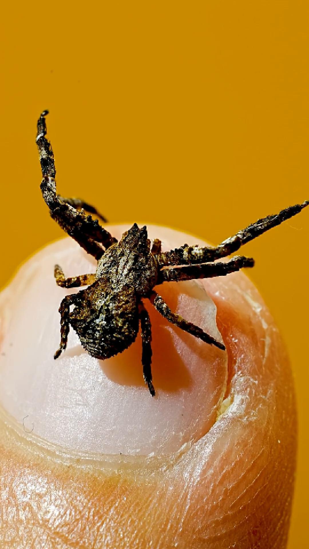 Can you spot the hidden crab spider?