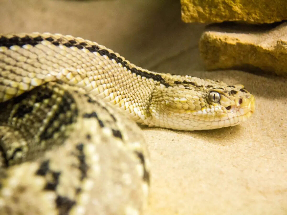 6 important things: What to do after spotting a snake near home