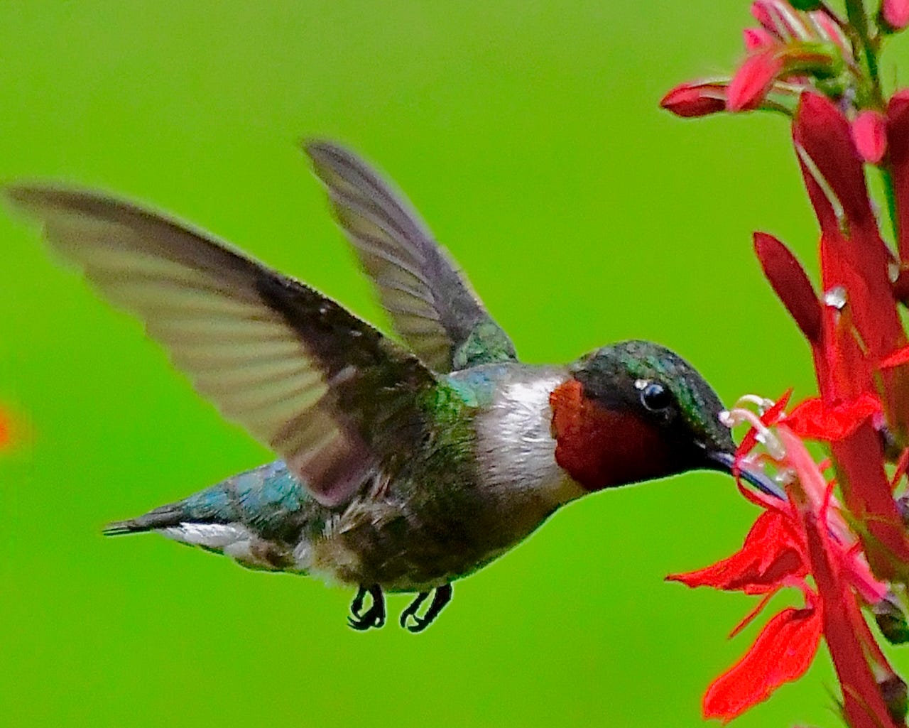 Why this gigantic insect eats hummingbirds (and what to do about it)