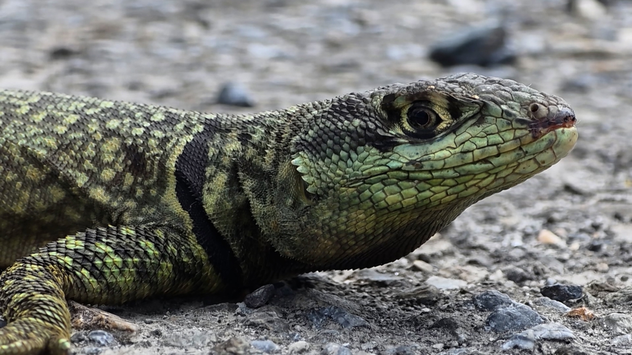 Non-native Amazon lava lizard found in Hualien for first time
