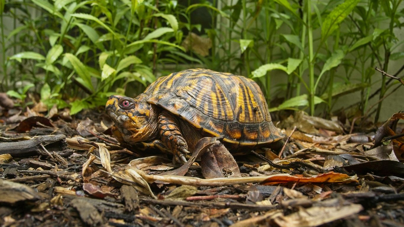 Your weekend plans: Turtle Tea Party, outdoor movies, art walk and more