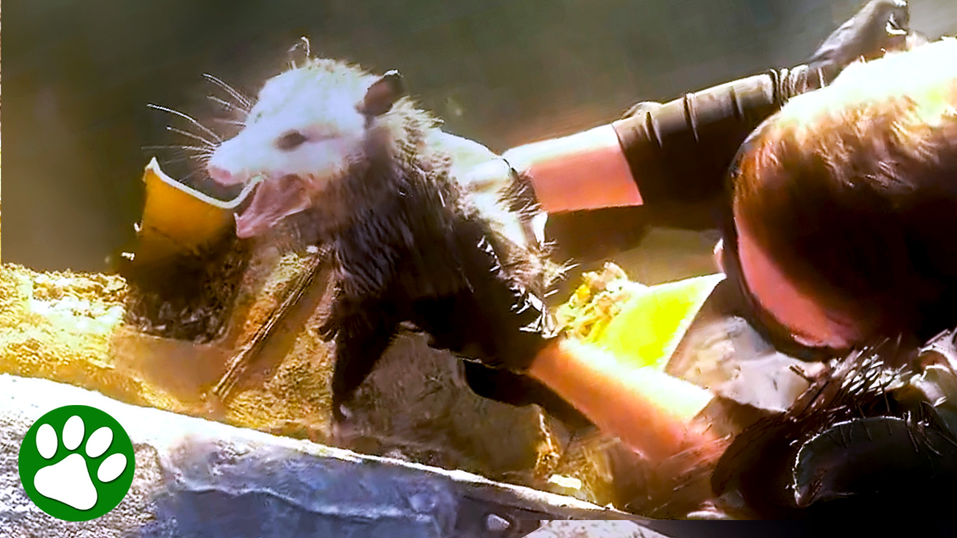 Officer gently rescues terrified opossum stuck on ledge 👏 ️