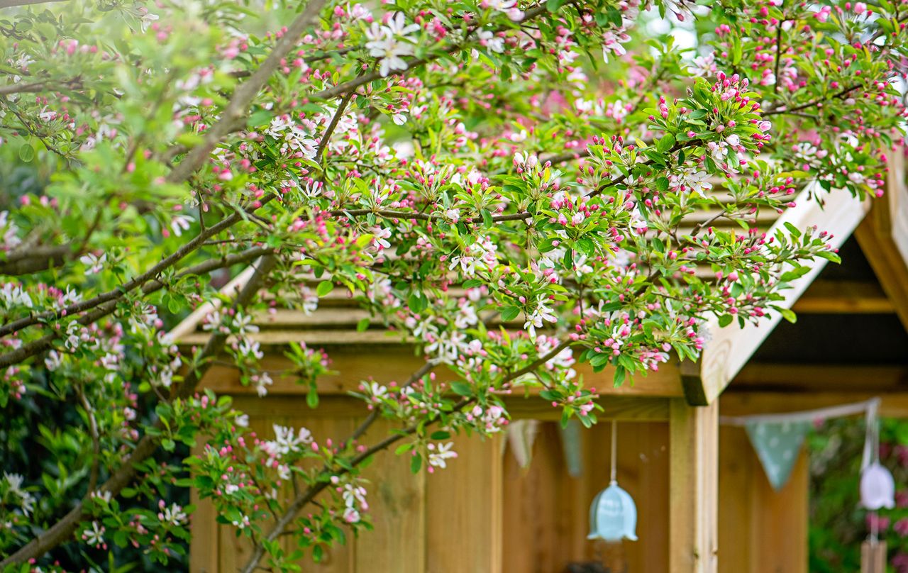 11 gorgeous trees that actually work in small gardens