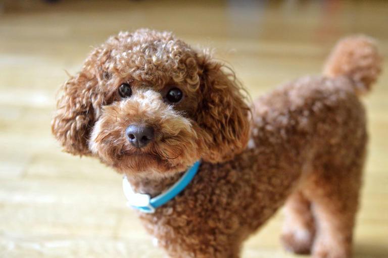 8 beginner-friendly dog breeds perfect for first-time owners