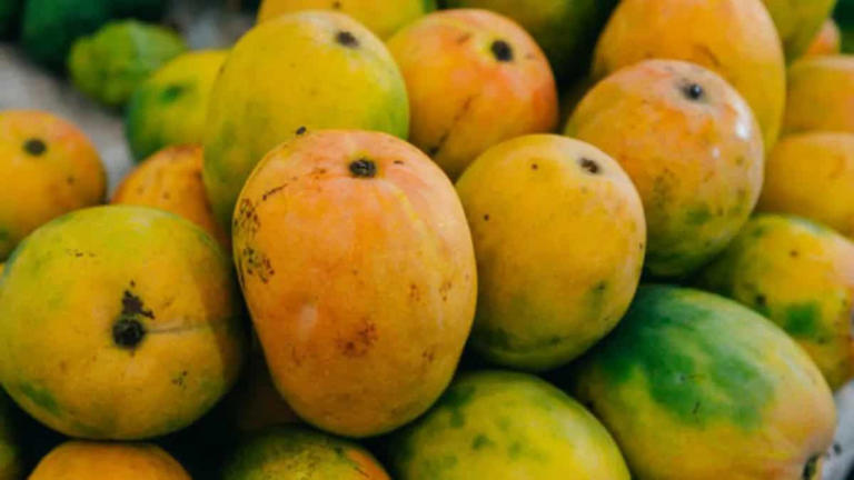 Rajapuri mango: The gentle giant of western Indian orchards