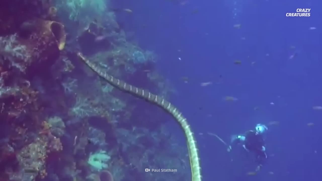 Watch what happens when sea snakes surround a scuba diver – it’s intense!
