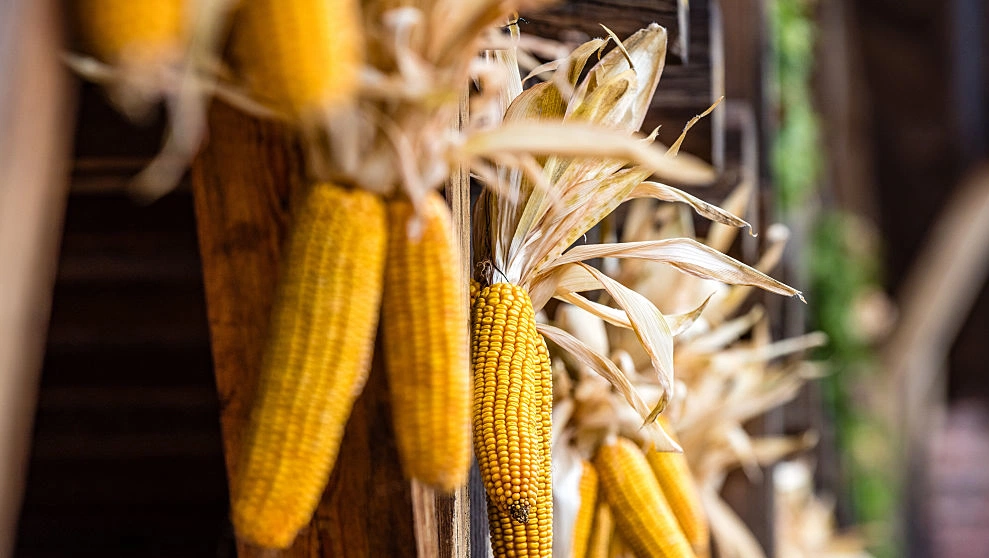 Corn cooking secrets for every craving