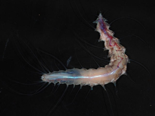Over 1,000 new ocean species discovered in historic deep sea expedition