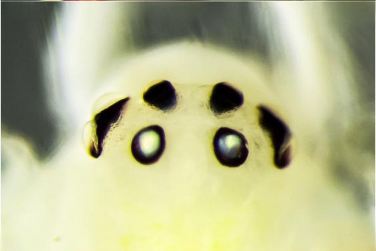 New 'happy face' spider species discovered in Himalayas