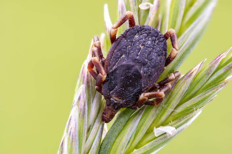 Two cases of life-threatening disease after people bitten by ticks in UK