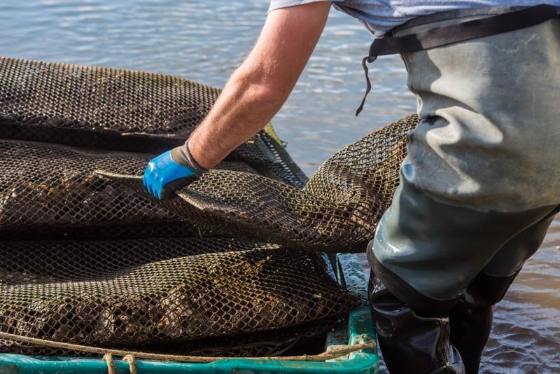 Morocco lifts year-long Dakhla shellfish restrictions imposed over ...