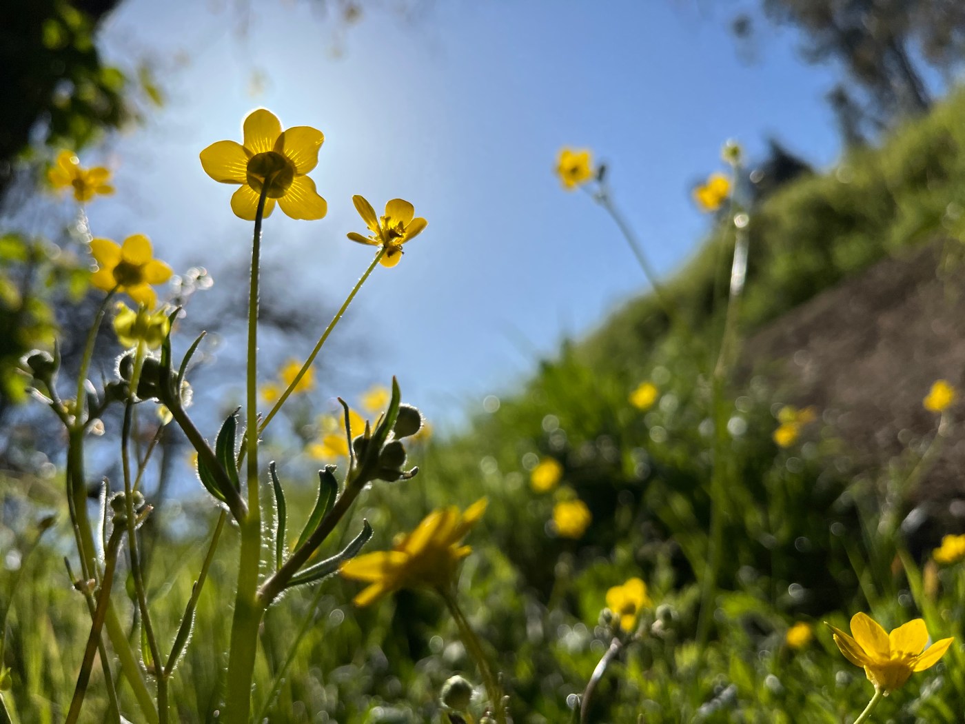 Pollinator garden tour, rare wildflower sightings at Cow Mountain