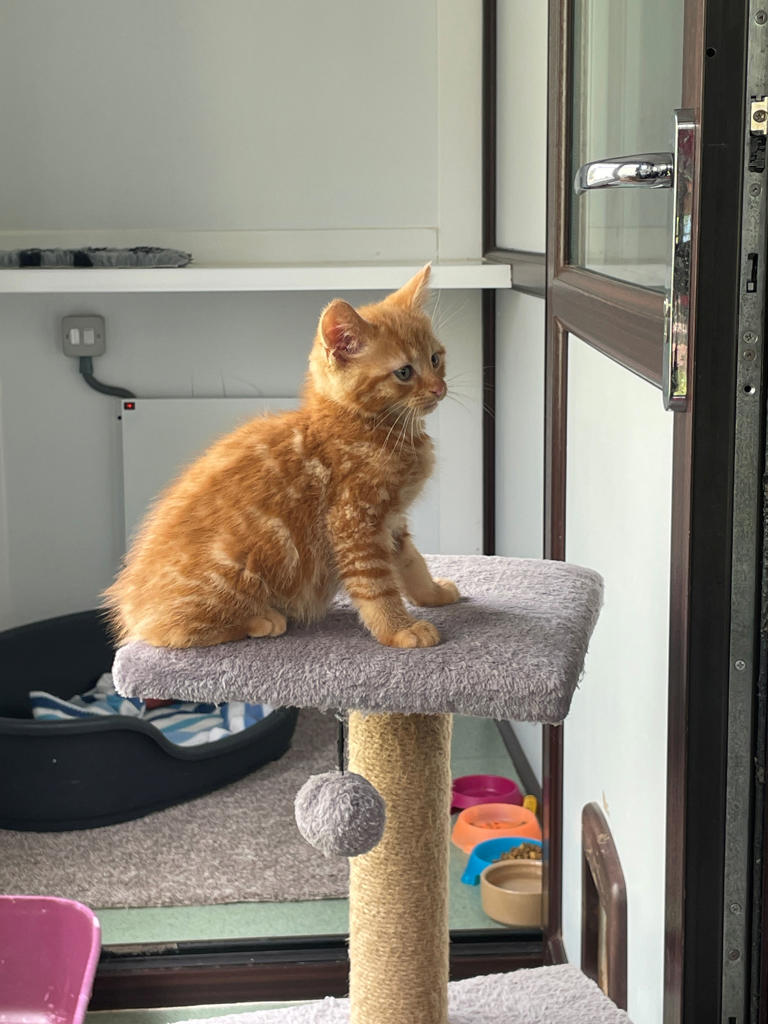Midlothian Housing Association shares 'purr-fect' final donation for ...