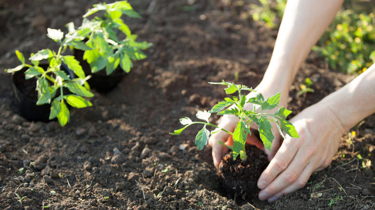 12 lesser-known gardening hacks for growing healthy tomatoes