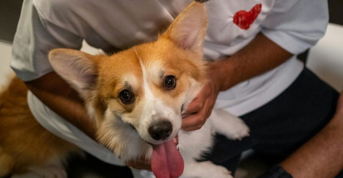 12 dog breeds exploding in popularity as more people search and save ...