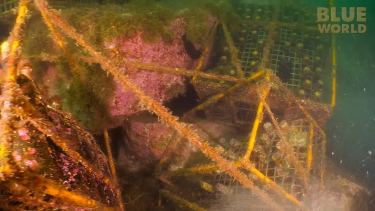 Nothing but rocks and algae - then suddenly we found thousands of wine ...
