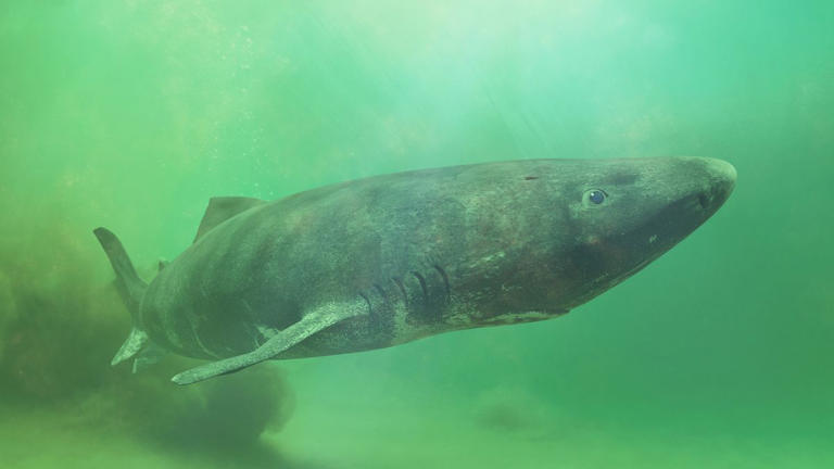 The world's longest-living vertebrate can reach 400 years old ...