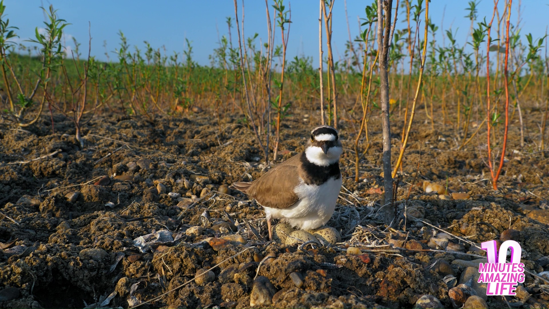 Ringed plover watching closely while protecting eggs from predators