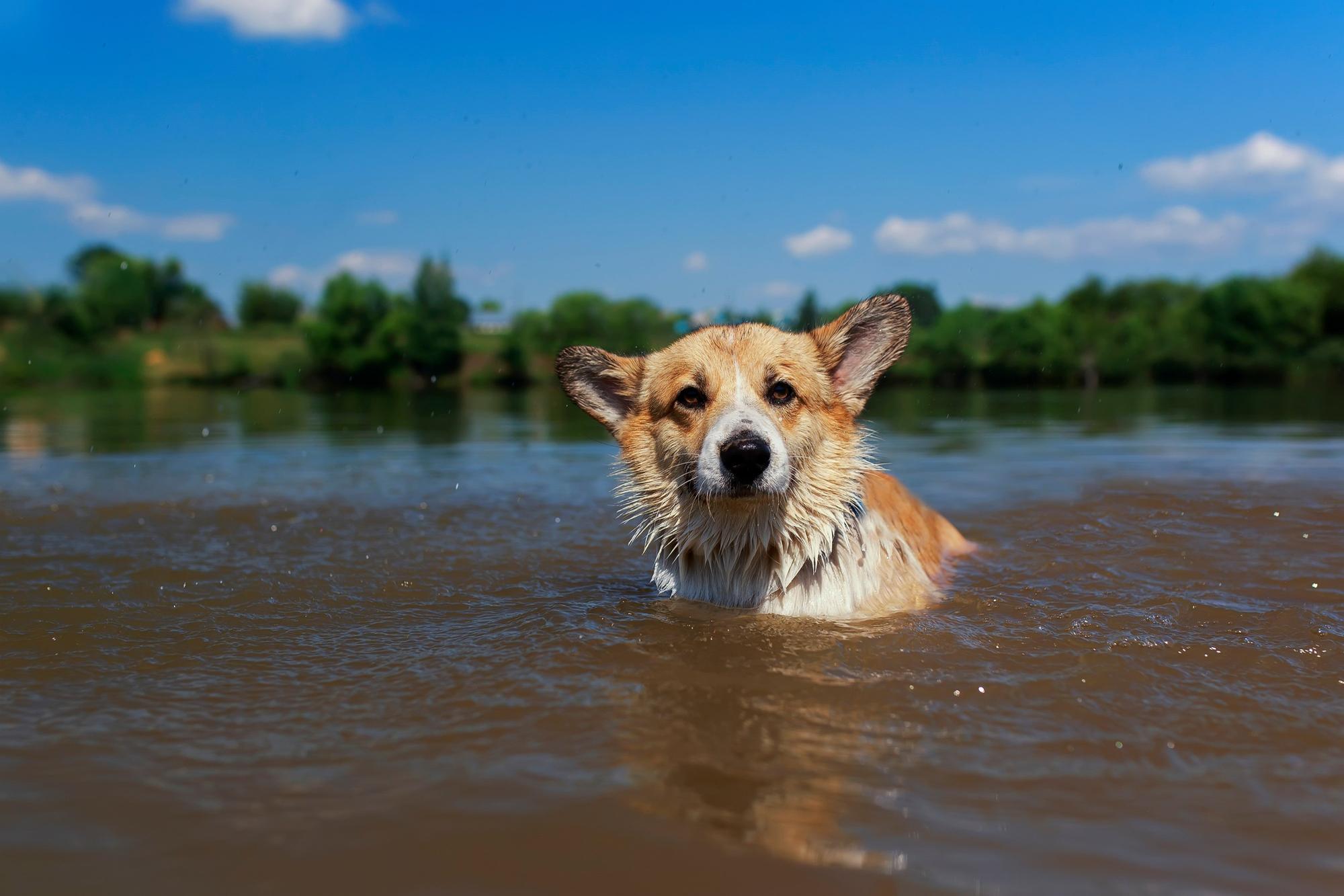 Vets warn dog owners of fatal risks of walks during scorching bank ...