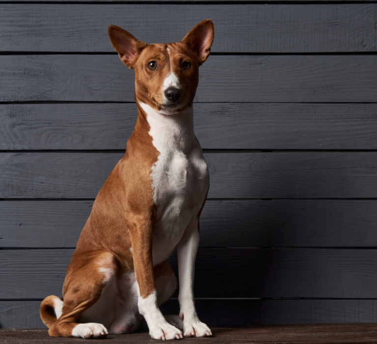Basenji