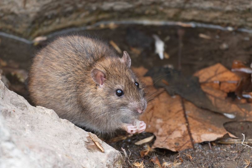 I asked experts for the best natural rat deterrents for your garden ...
