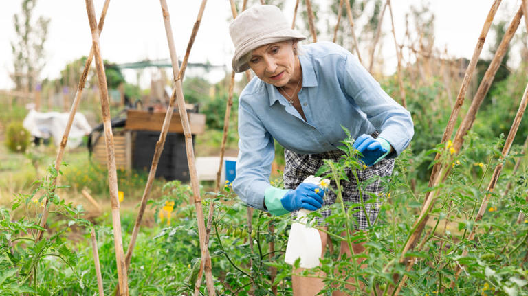 12 lesser-known gardening hacks for growing healthy tomatoes